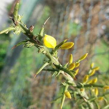 Plancia ëd Ulex australis subsp. welwitschianus