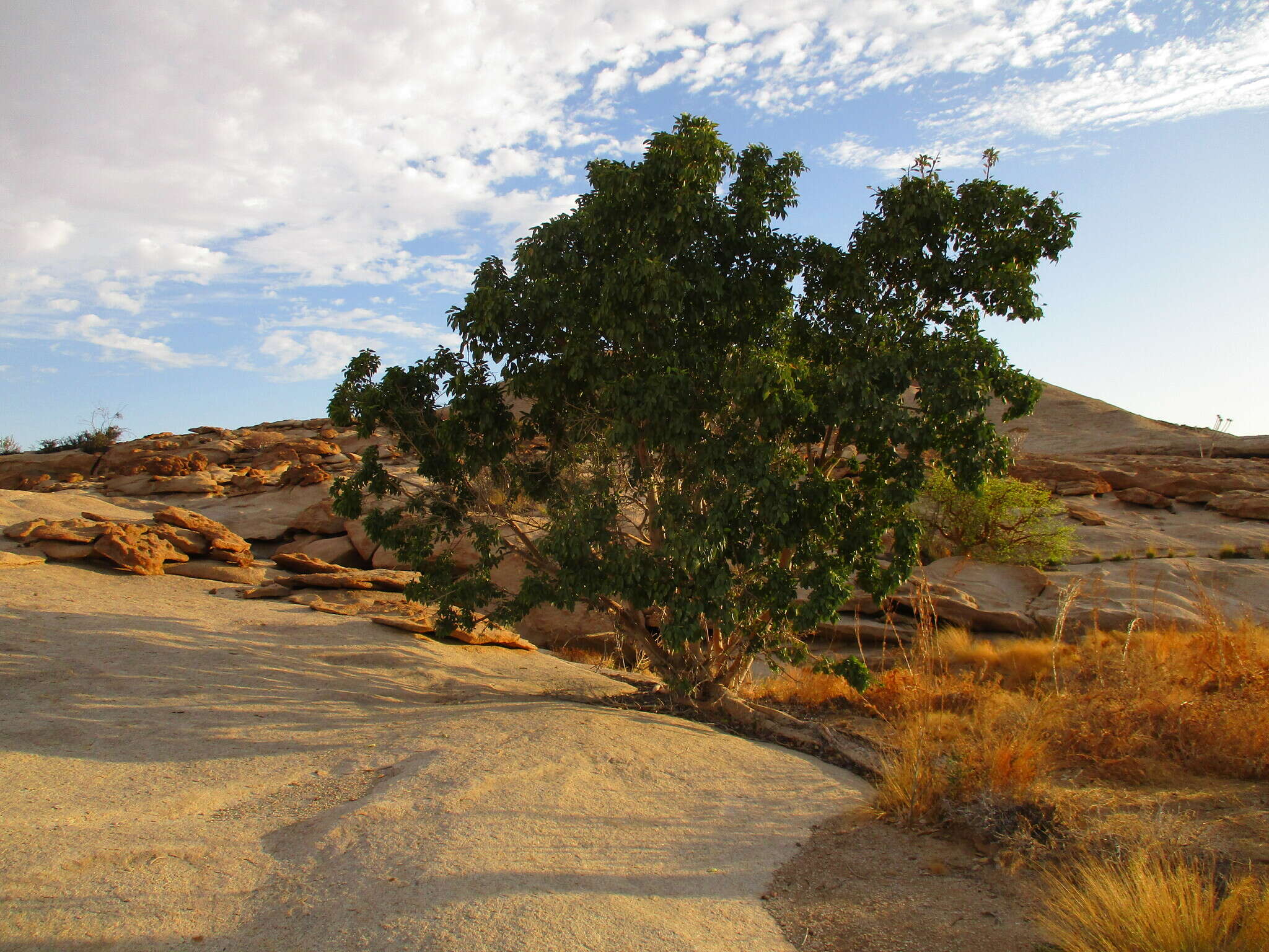 Image of Ficus cordata subsp. cordata