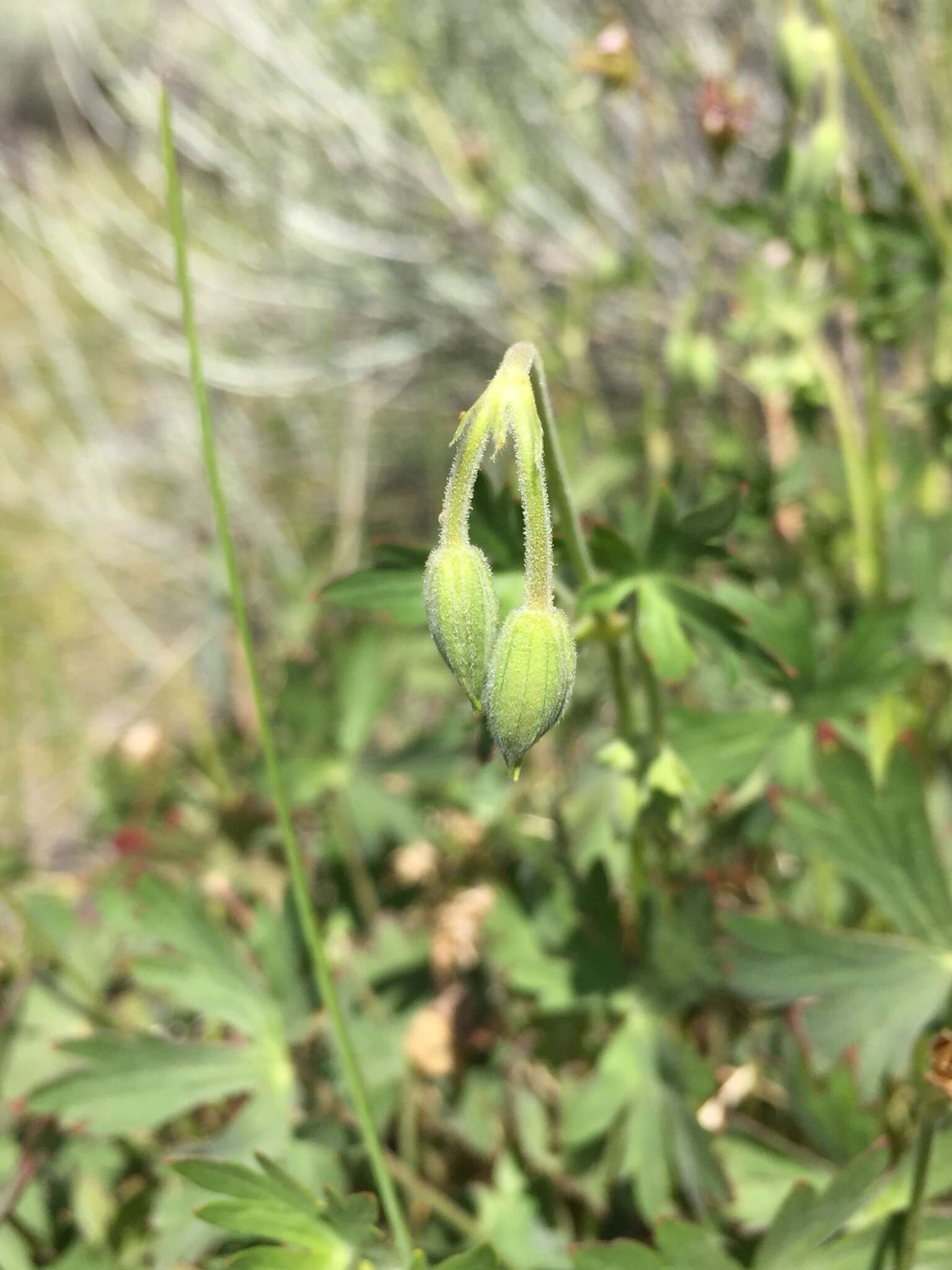 Image of California cranesbill