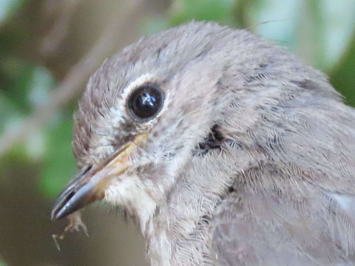 Image of African Dusky Flycatcher