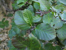 Image of Green Alder