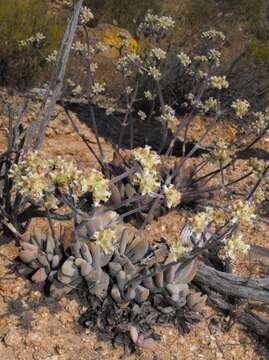 Image of Crassula namaquensis Schönl. & Baker fil.