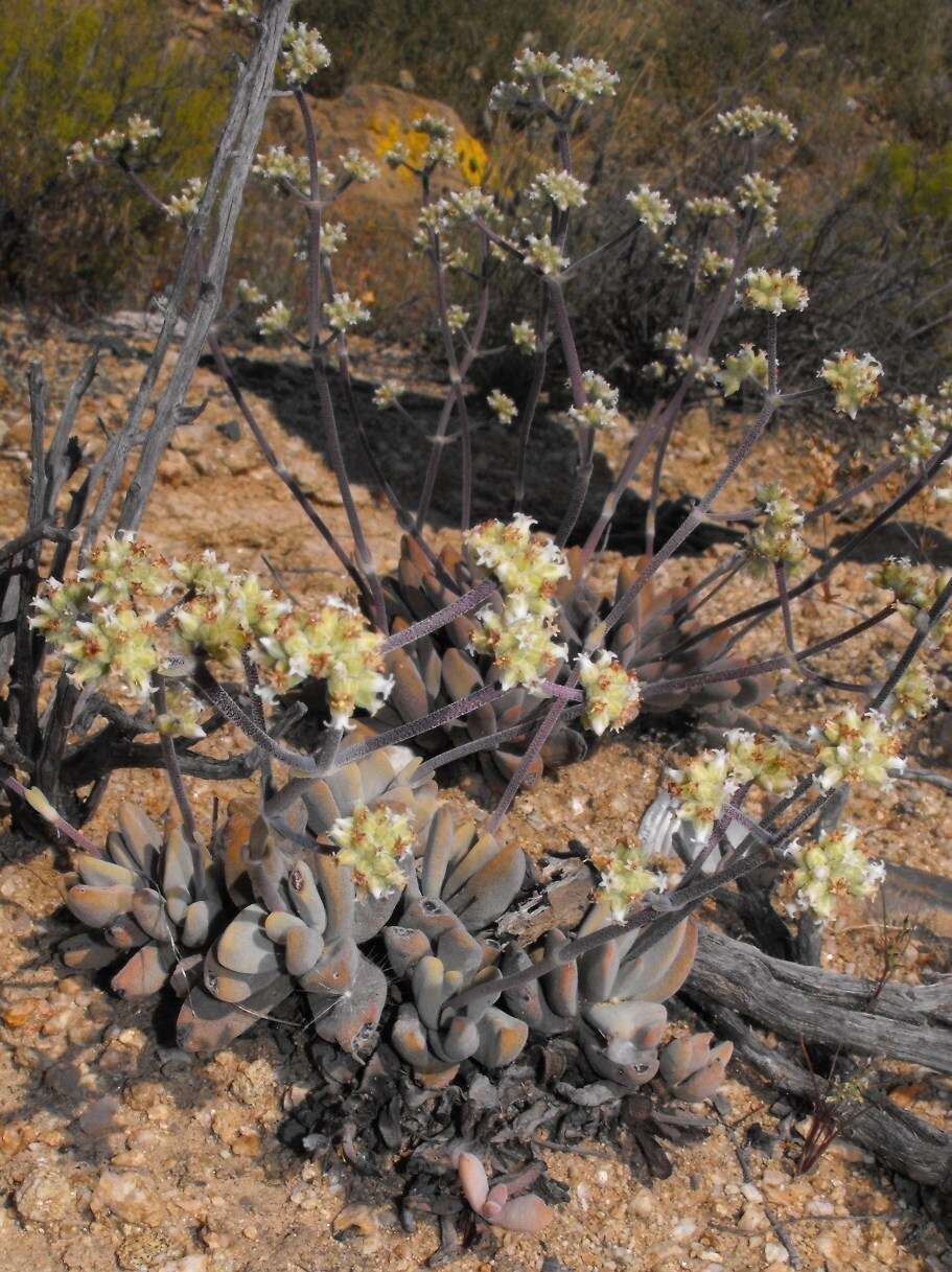 Crassula namaquensis subsp. namaquensis resmi