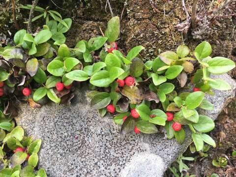 Gaultheria humifusa (R. Grah.) Rydb. resmi