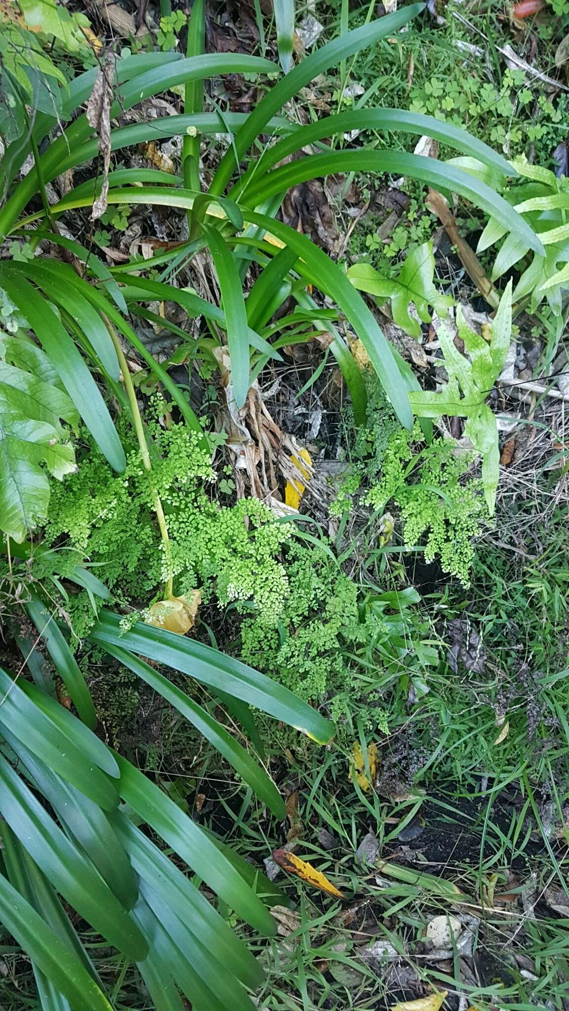 Image de Adiantum raddianum C. Presl