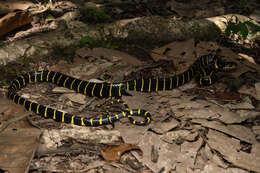 Image of Boiga dendrophila annectens (Boulenger 1896)