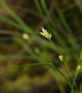 Plancia ëd Rhynchospora alba (L.) Vahl