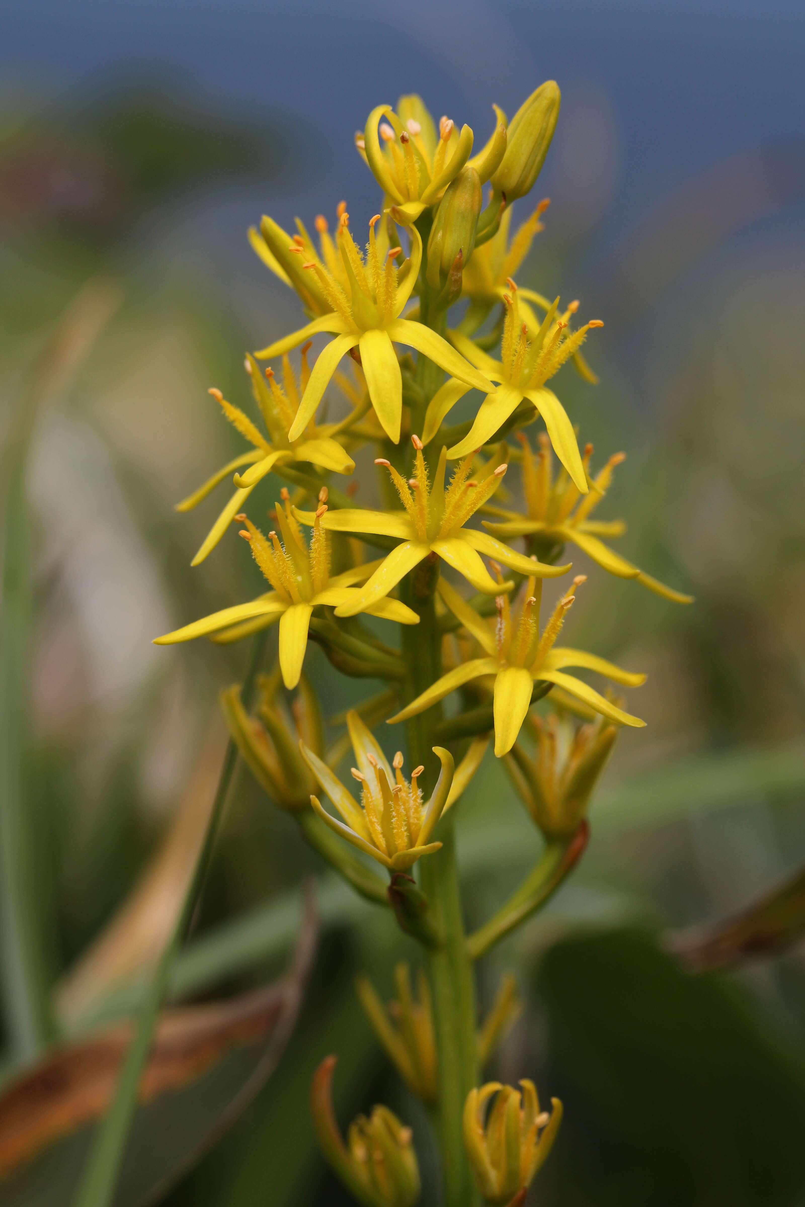 Image of Narthecium asiaticum Maxim.