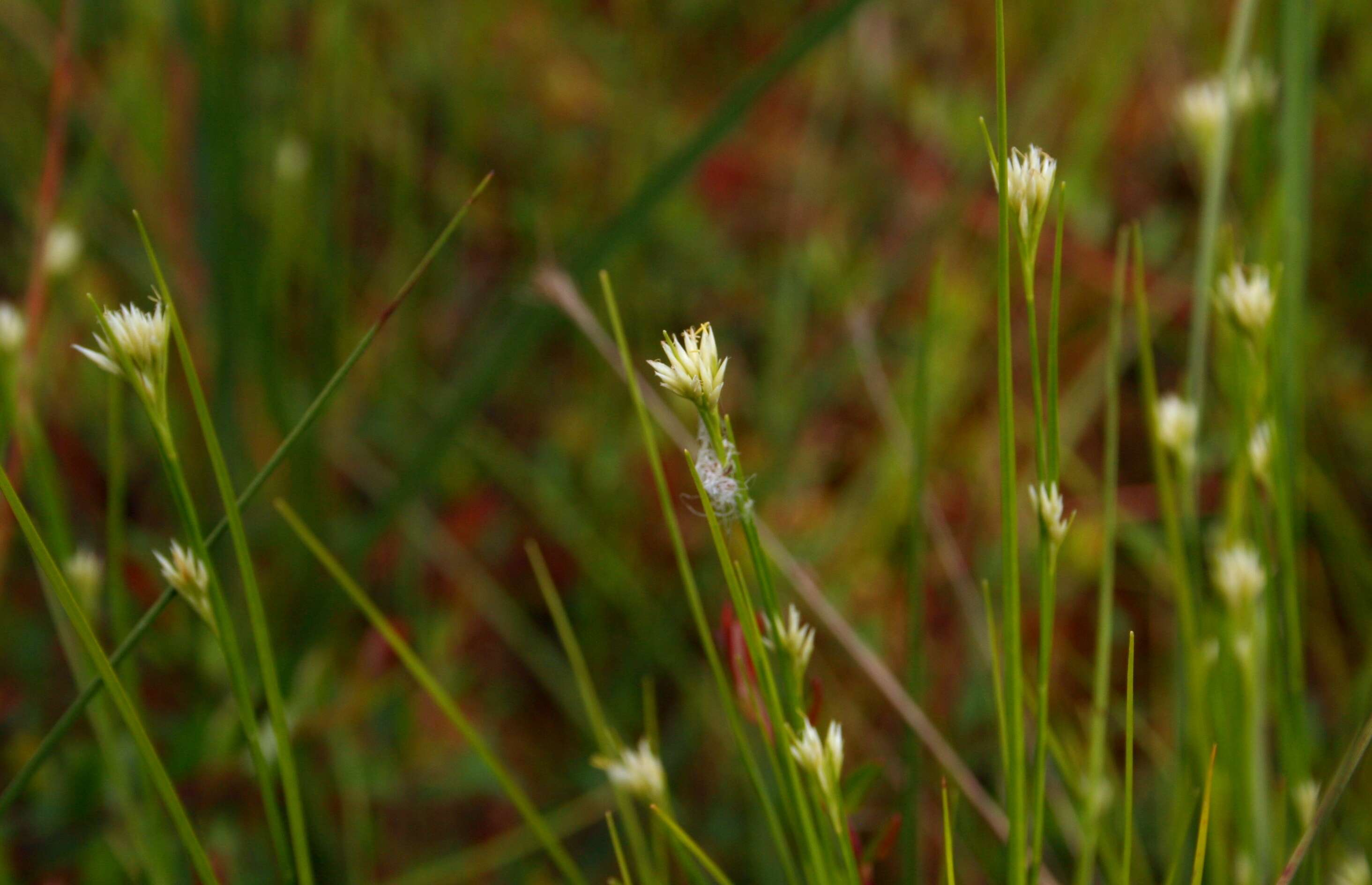 Plancia ëd Rhynchospora alba (L.) Vahl