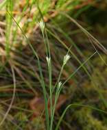 Plancia ëd Rhynchospora alba (L.) Vahl