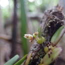 Image of Bulbophyllum pantoblepharon Schltr.