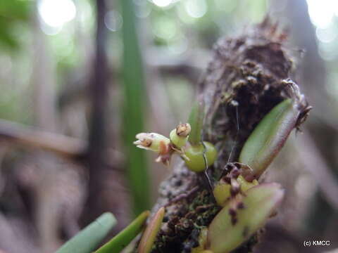 Image of Bulbophyllum pantoblepharon Schltr.