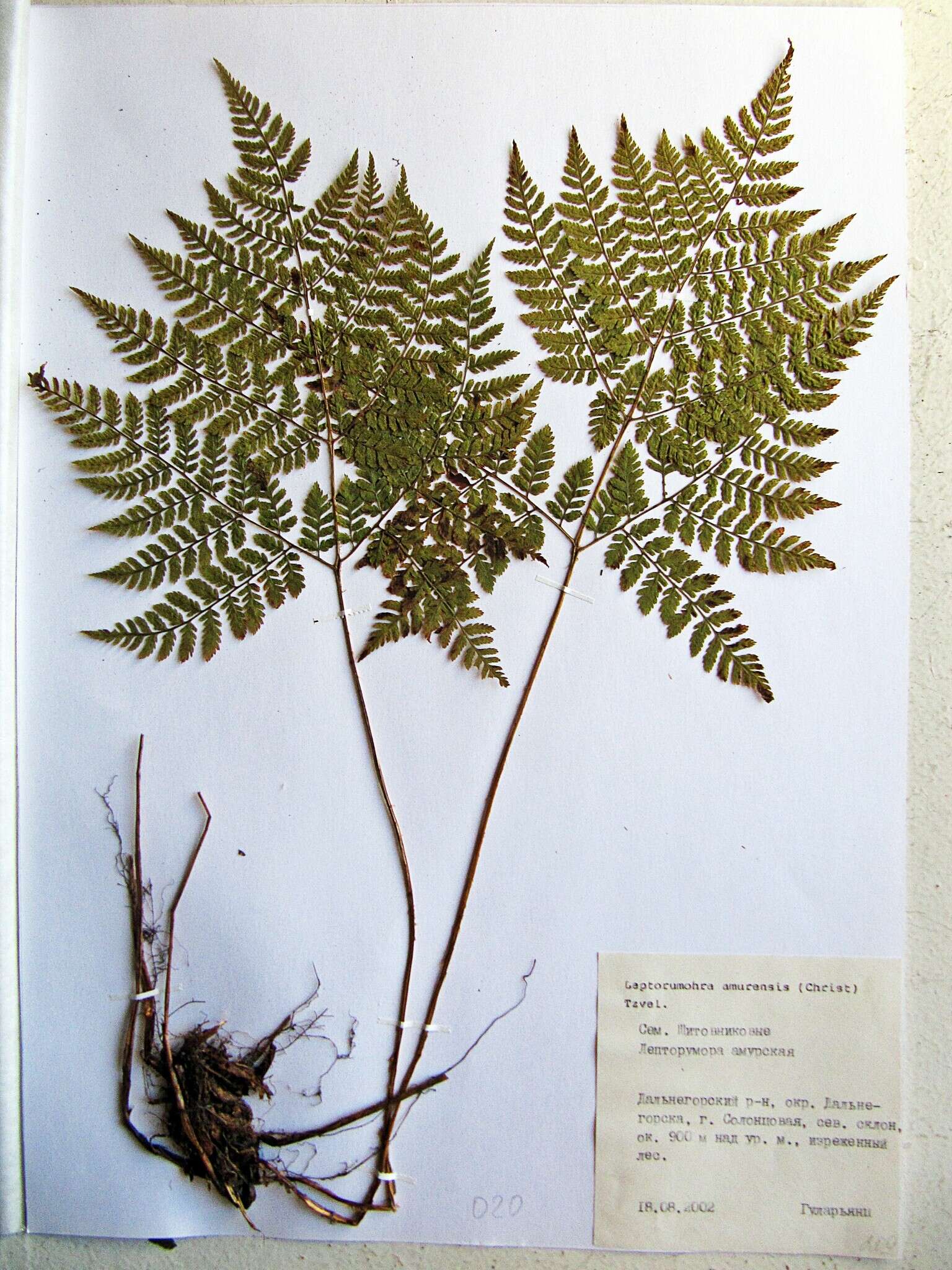 Image of Dryopteris amurensis (Milde) Christ