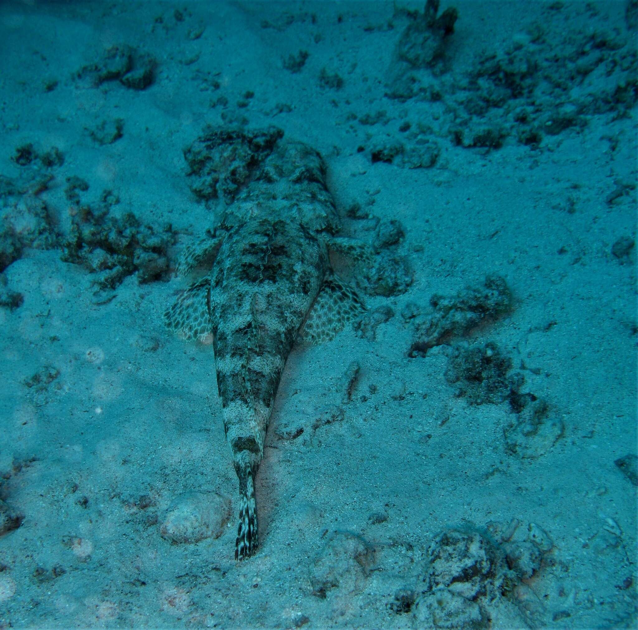 Image of Papilloculiceps