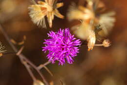 Image of Polydora angustifolia (Steetz) H. Robinson