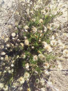 Image of Sommerfeltia spinulosa (Spreng.) Less.