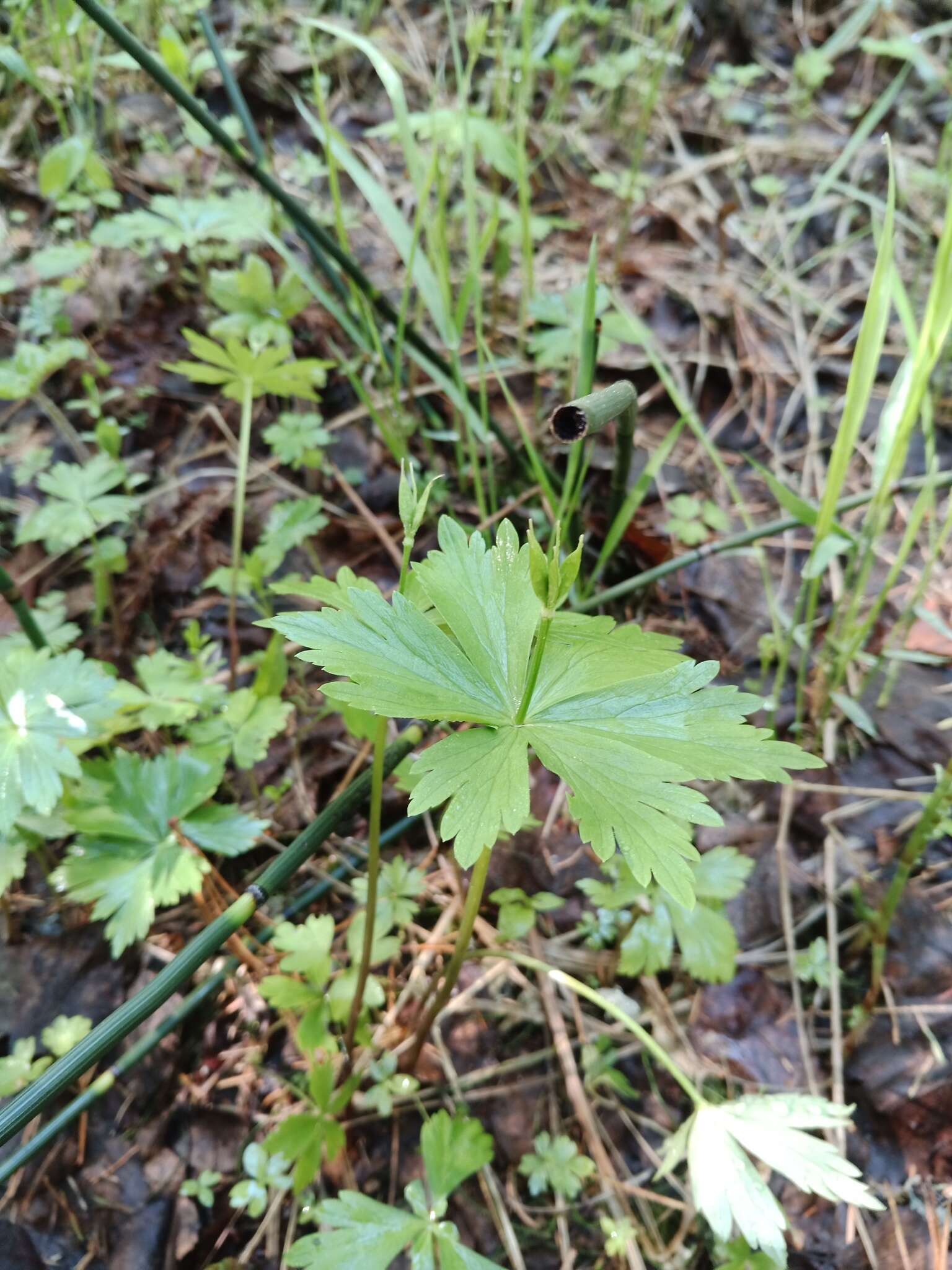 Sivun Eranthis tanhoensis kuva