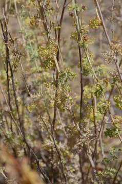 Image of Artemisia persica Boiss.