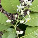 Image of Solanum restingae S. Knapp