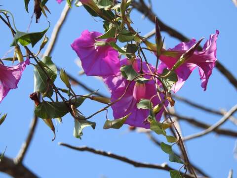 Image of Ipomoea bernoulliana Peter