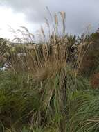 Cortaderia nitida (Kunth) Pilg.的圖片