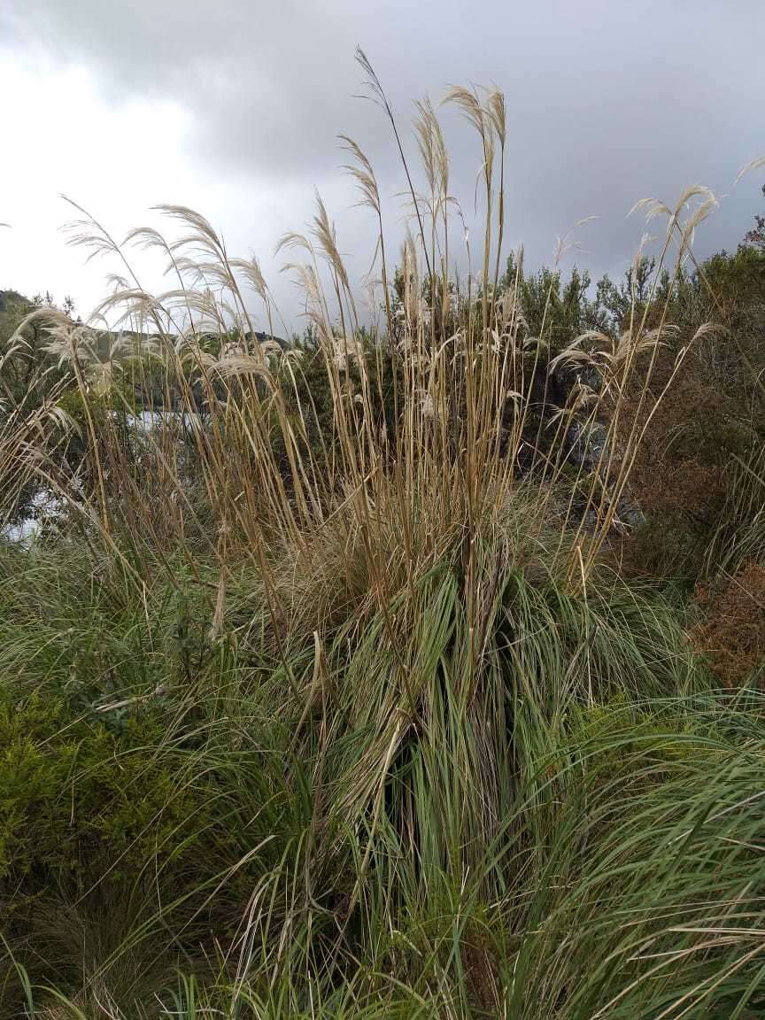 Cortaderia nitida (Kunth) Pilg.的圖片