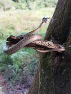 Image of Leptophis coeruleodorsus Oliver 1942