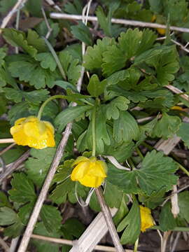 Image of Ranunculus franchetii H. Boissieu