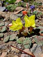 Imagem de Oenothera xylocarpa Coville