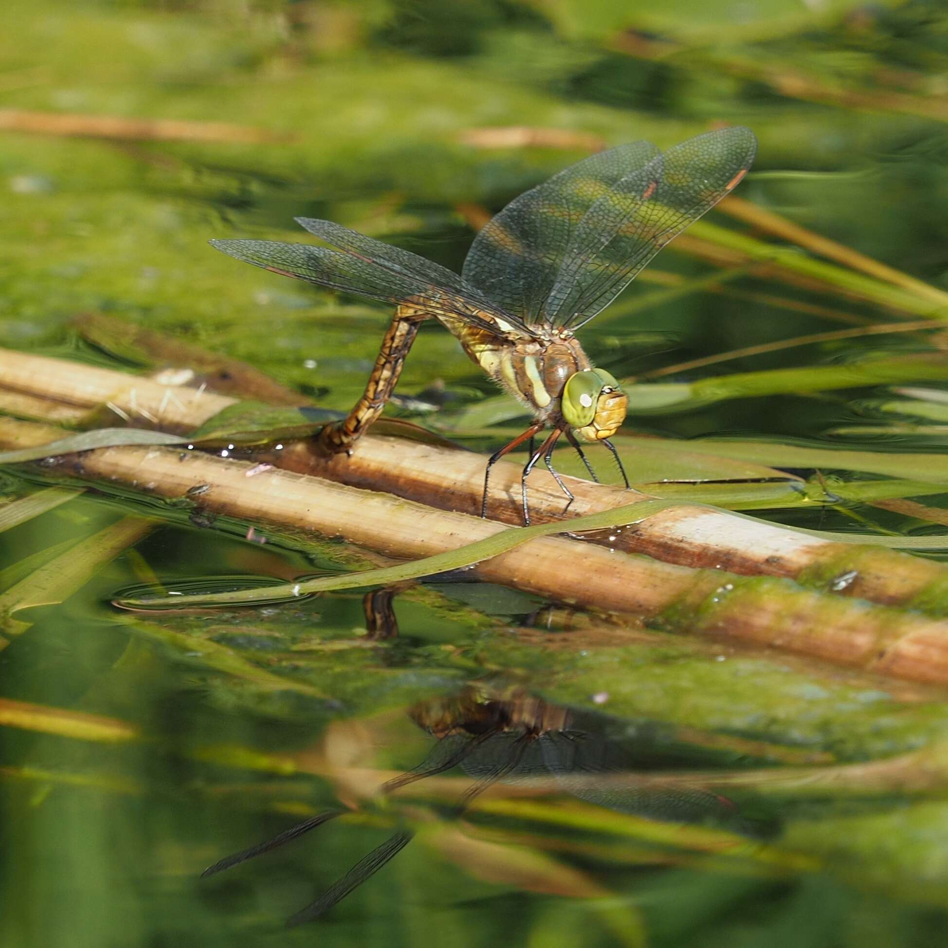 Image of green-eyed hawker