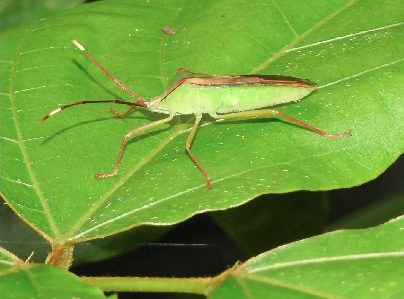 Plancia ëd Homoeocerus (Anacanthocoris) striicornis Scott 1874