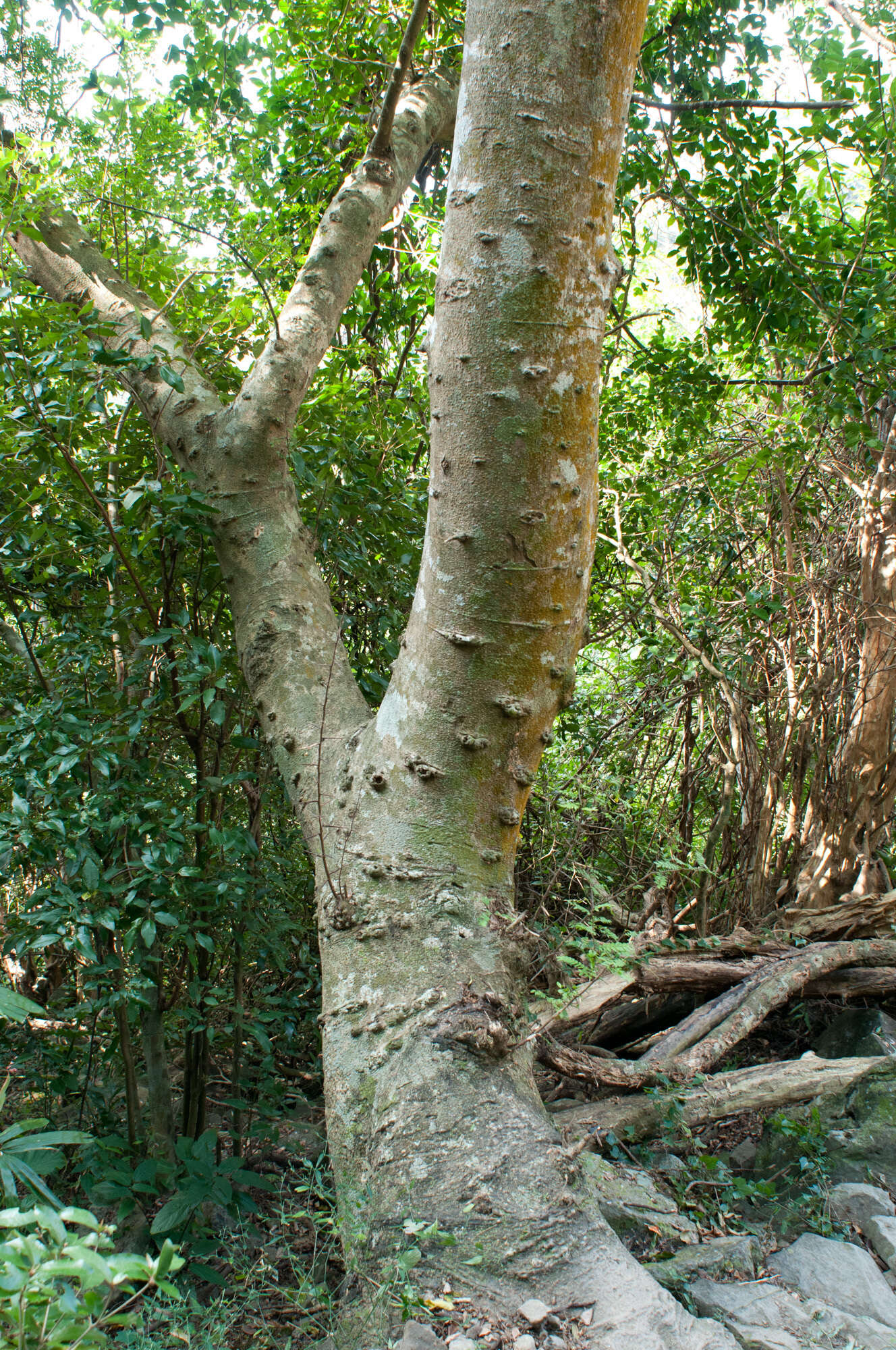 Image of Gleditsia rolfei S. Vidal