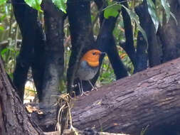 Image of Japanese Robin