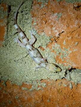 Image of Kandyan Gecko