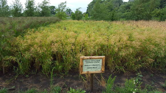 Imagem de Panicum miliaceum L.