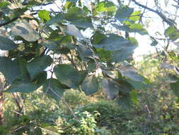Image of Japanese alder