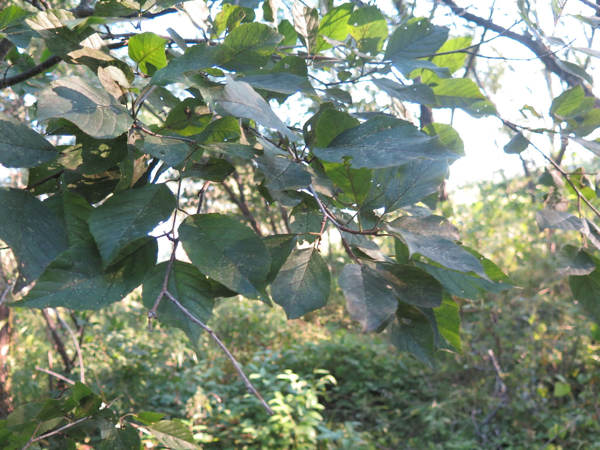 Image of Japanese alder