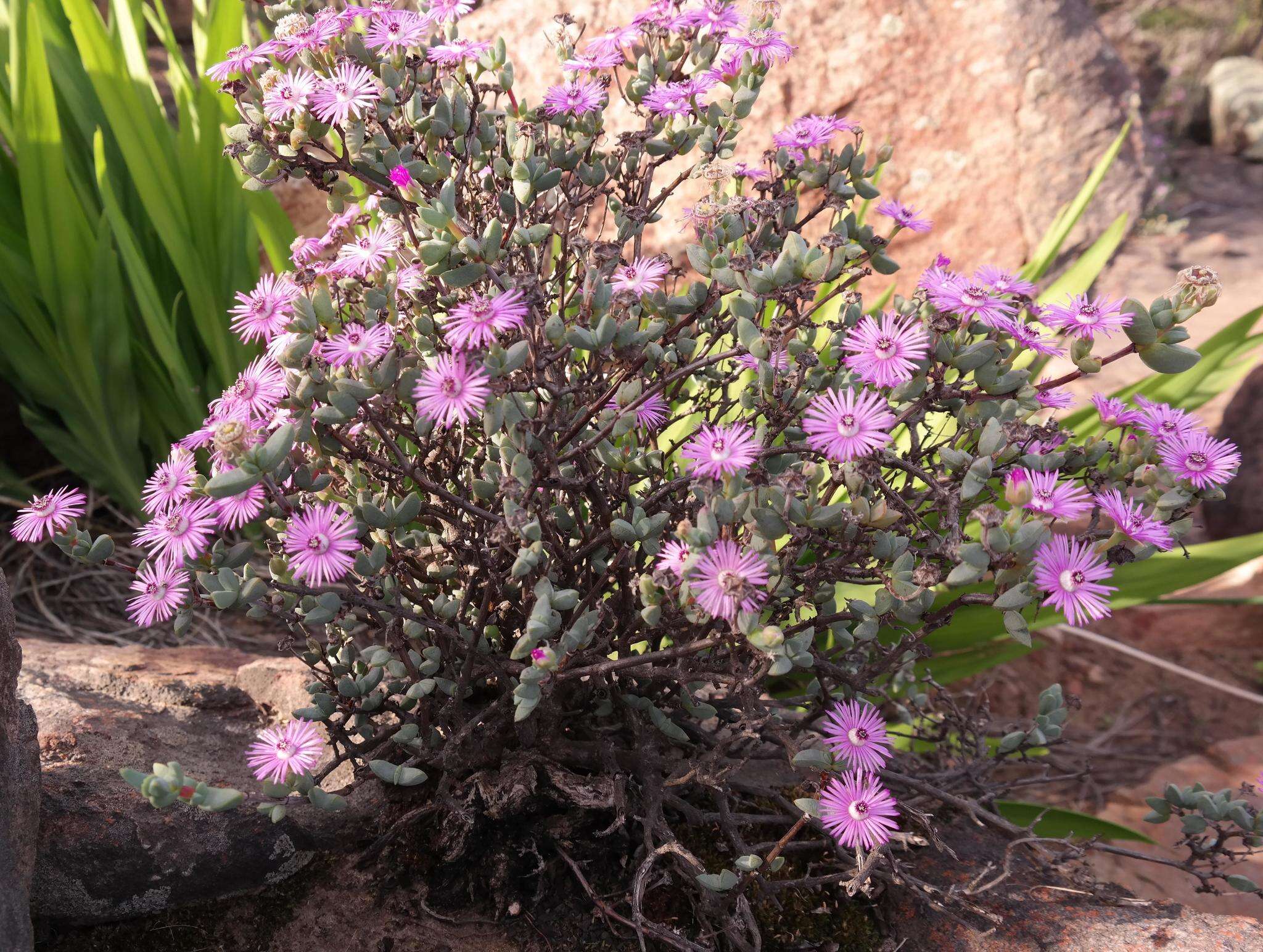 Image of Antimima lokenbergensis (L. Bol.) H. E. K. Hartmann