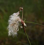 Image of common cottongrass