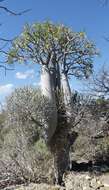 Image of Pachypodium geayi Costantin & Bois