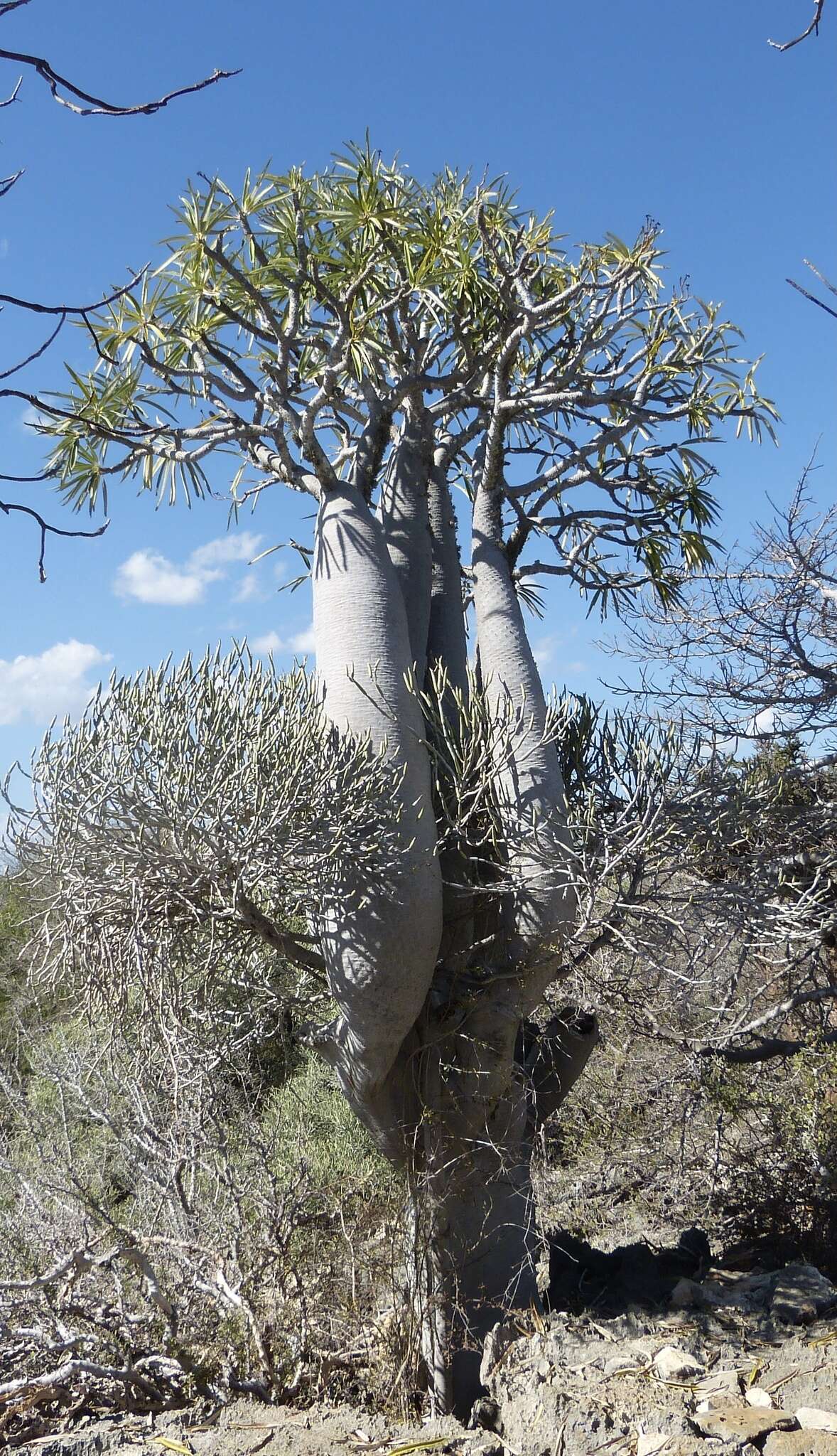 Image of Pachypodium geayi Costantin & Bois