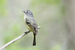 Слика од Vireo nelsoni Bond & J 1934