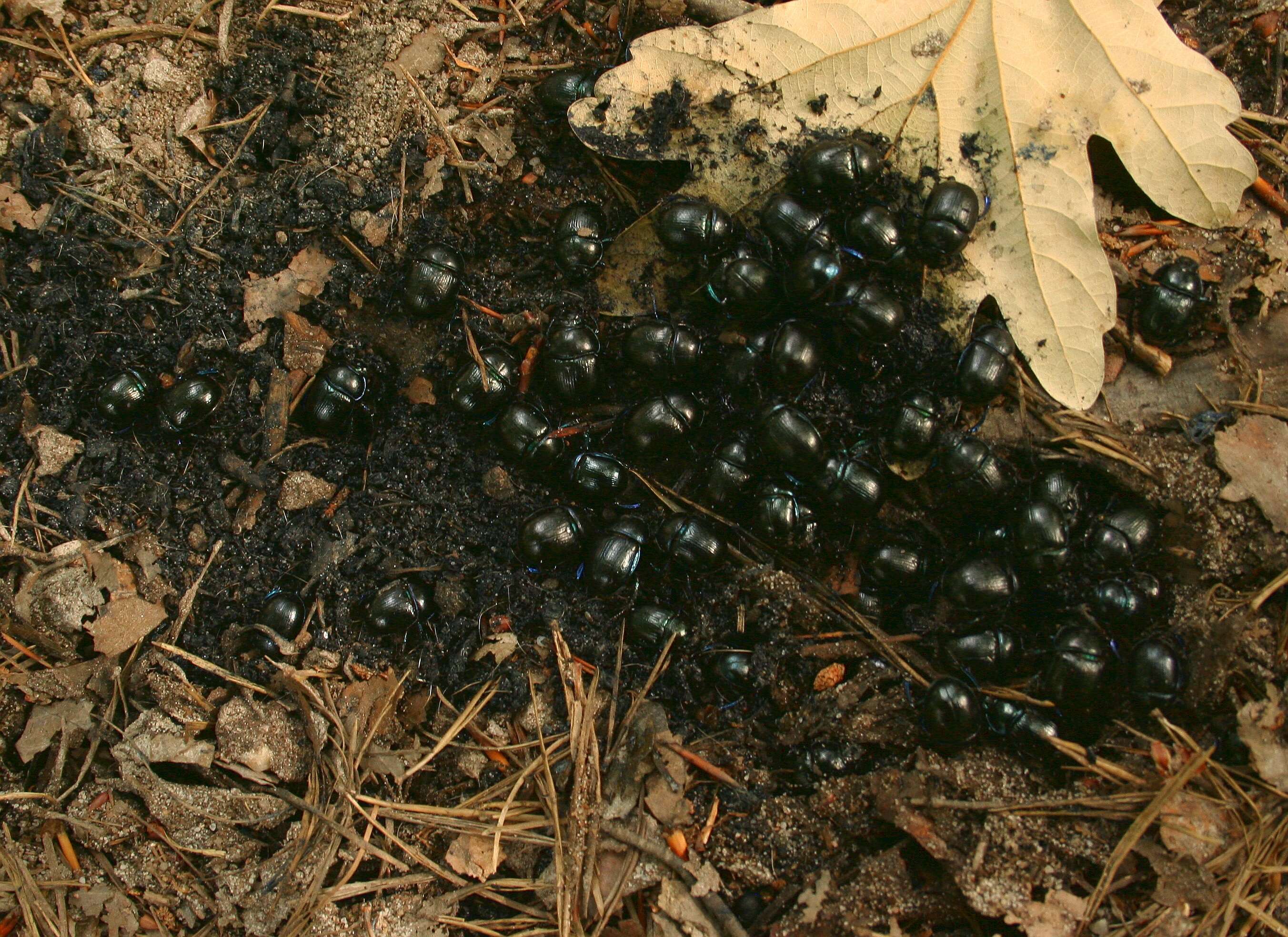 Слика од Anoplotrupes