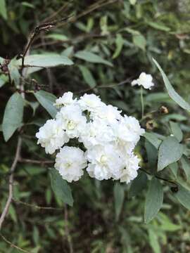 Image of Reeves' meadowsweet