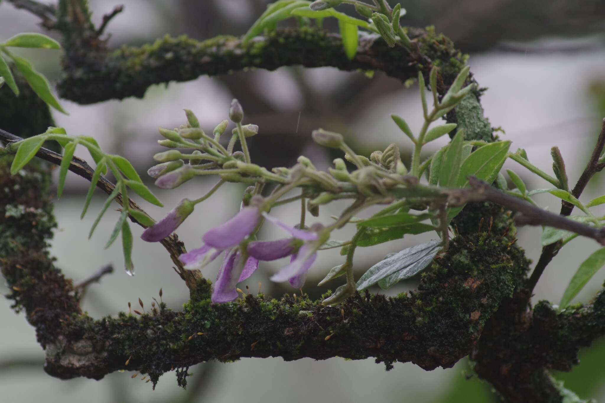 Image of Mundulea