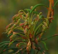 Imagem de Rhododendron tomentosum (Stokes) Harmaja