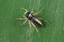 صورة Phintella debilis (Thorell 1891)