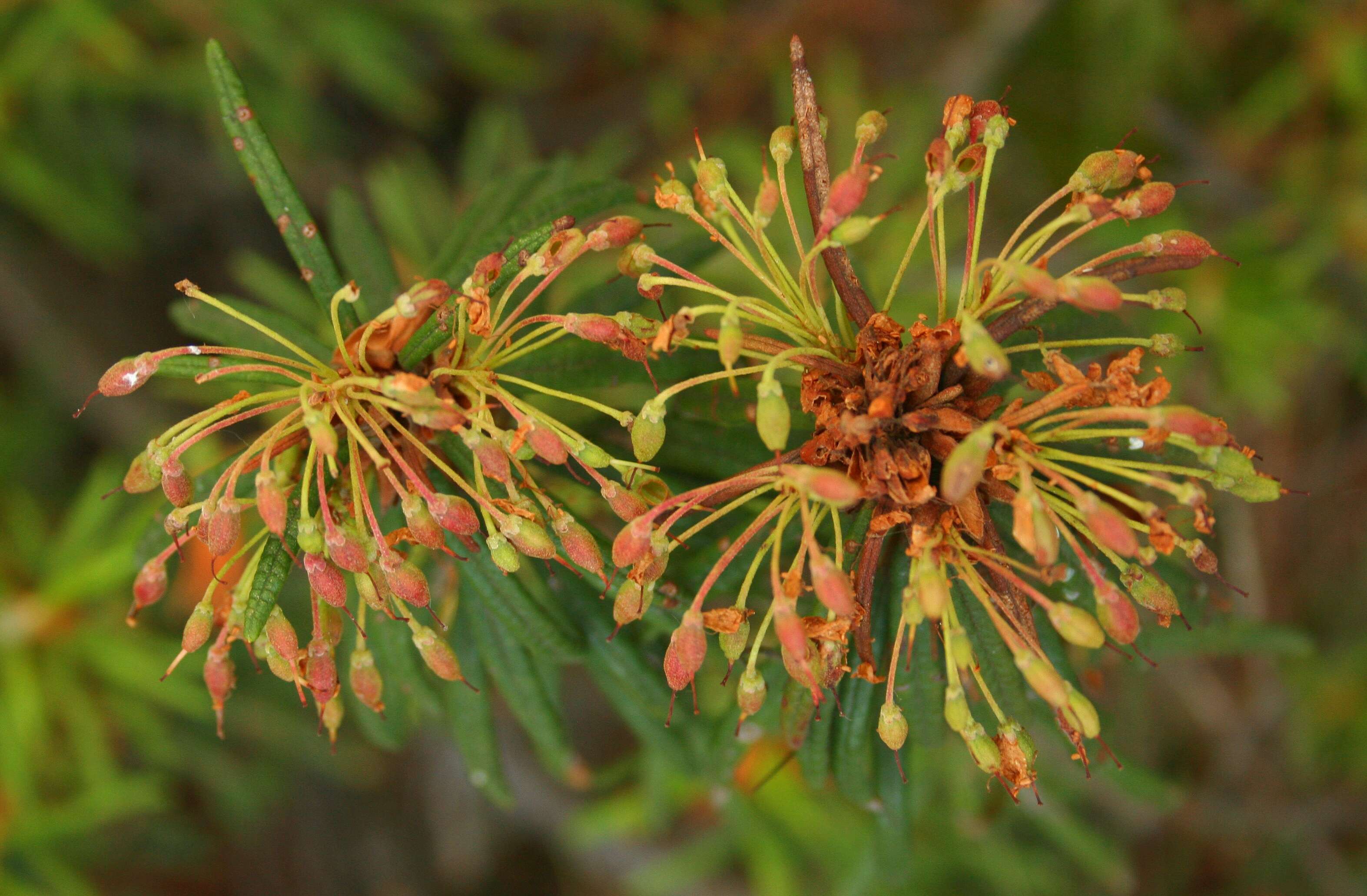 Imagem de Rhododendron tomentosum (Stokes) Harmaja