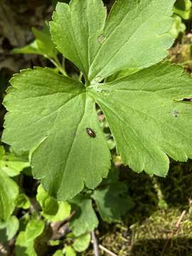 Image of Prasocuris (Hydrothassa) vittata (Olivier 1807)