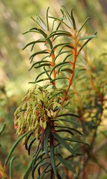 Imagem de Rhododendron tomentosum (Stokes) Harmaja